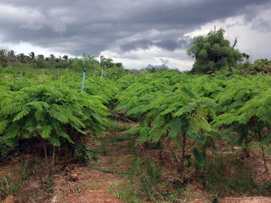 Large Land for Sale in Pranburi