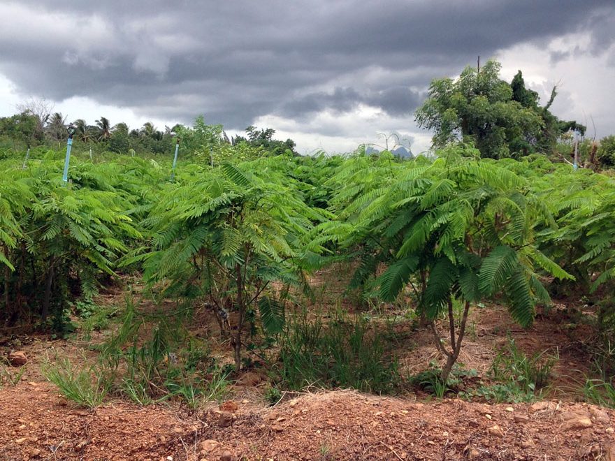 Large Land for Sale in Pranburi