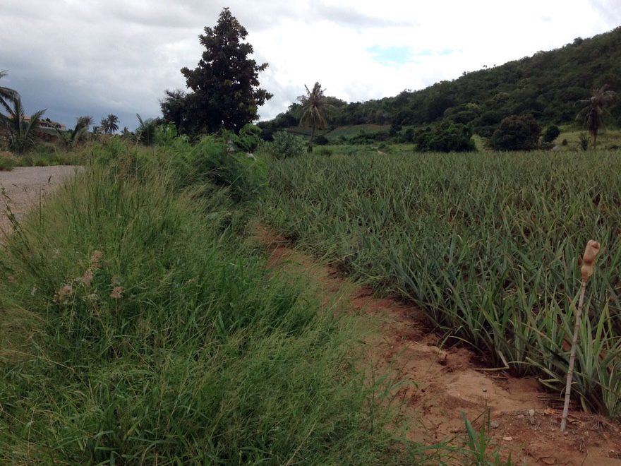 Large Land for Sale in Pranburi